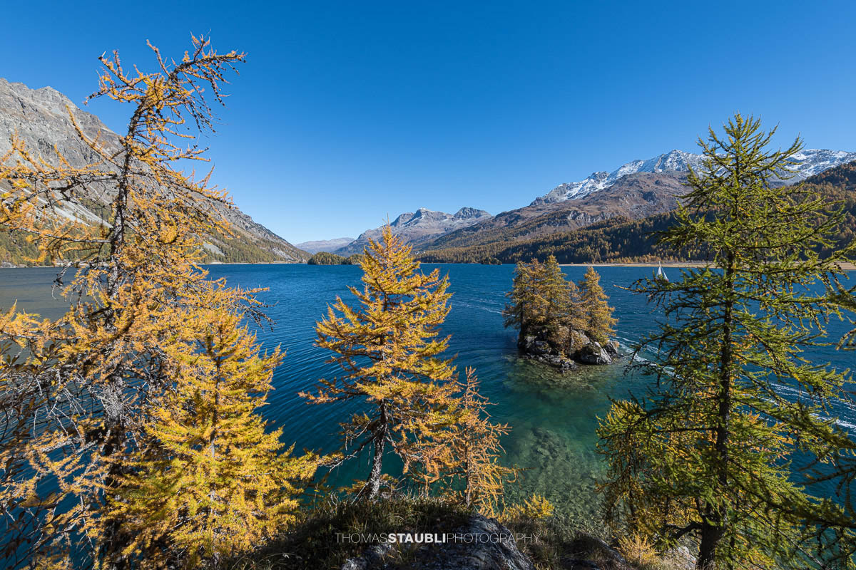 Blick durch goldgelbe Lärchen auf den Silsersee mit kleiner Bauminsel und schneebedeckten Bergen im Hintergrund.