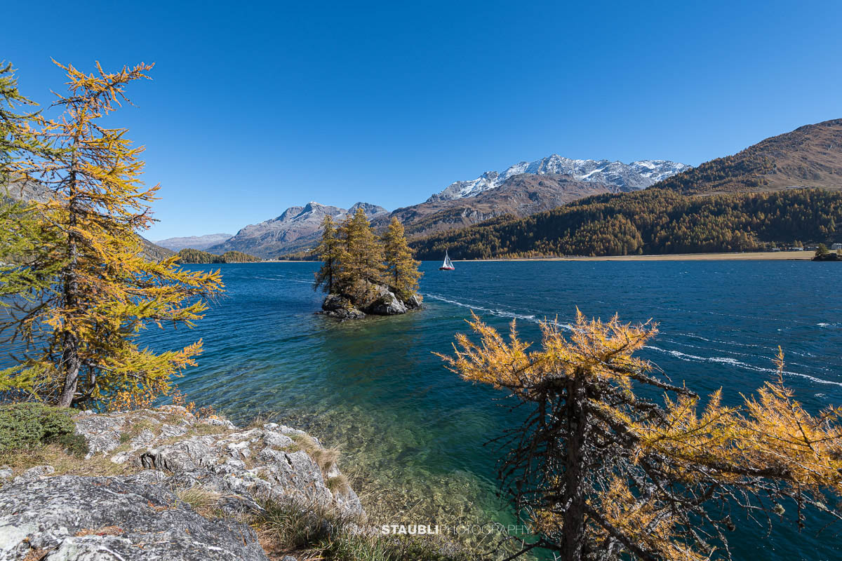 Blick durch goldgelbe Lärchen auf den Silsersee mit kleiner Bauminsel und schneebedeckten Bergen im Hintergrund.