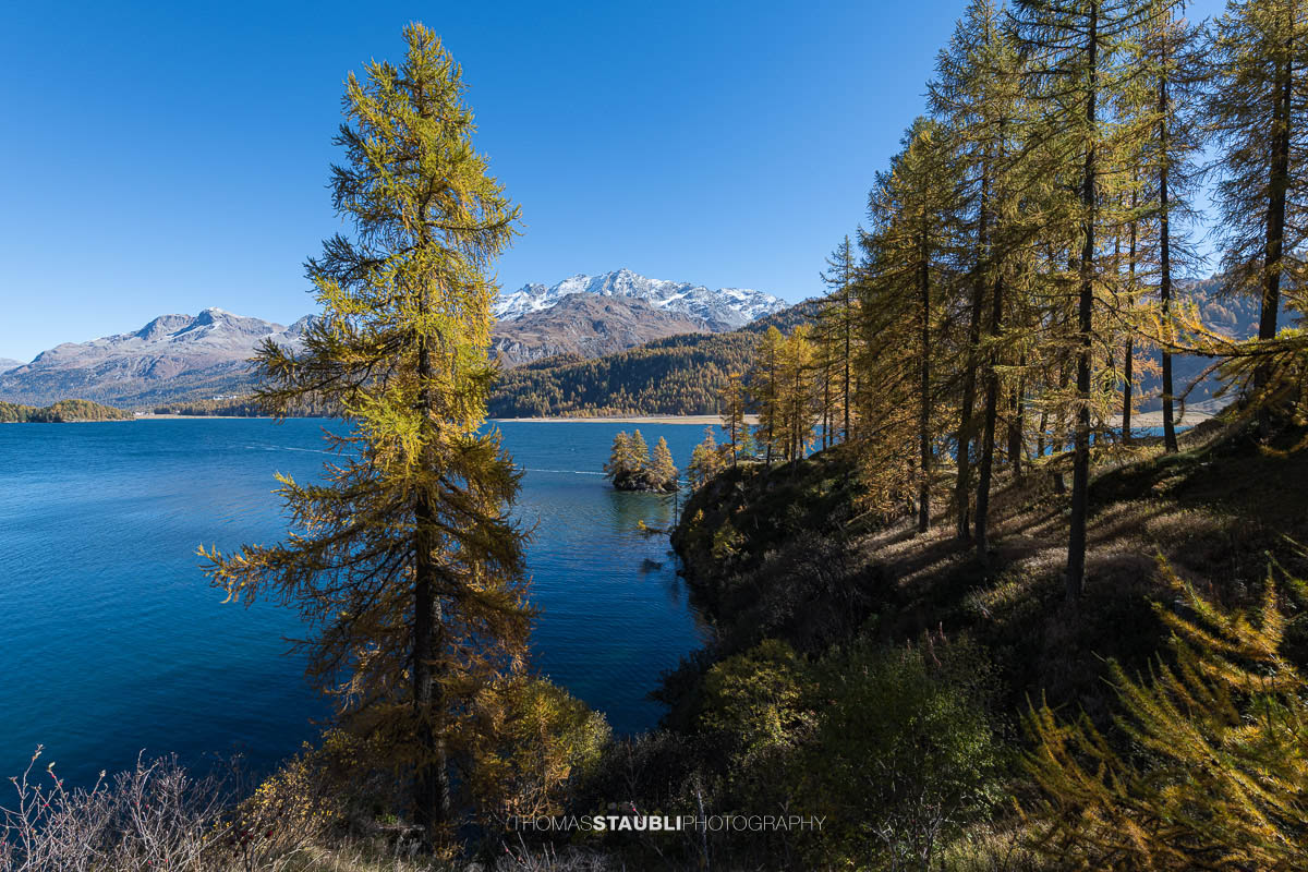 Blick durch goldgelbe Lärchen auf den Silsersee mit kleiner Bauminsel und schneebedeckten Bergen im Hintergrund.