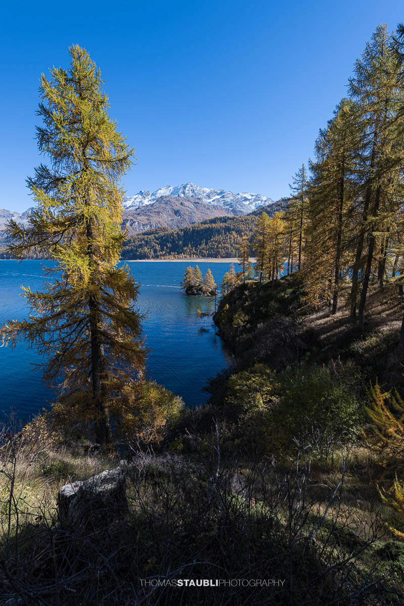 Blick durch goldgelbe Lärchen auf den Silsersee mit kleiner Bauminsel und schneebedeckten Bergen im Hintergrund.