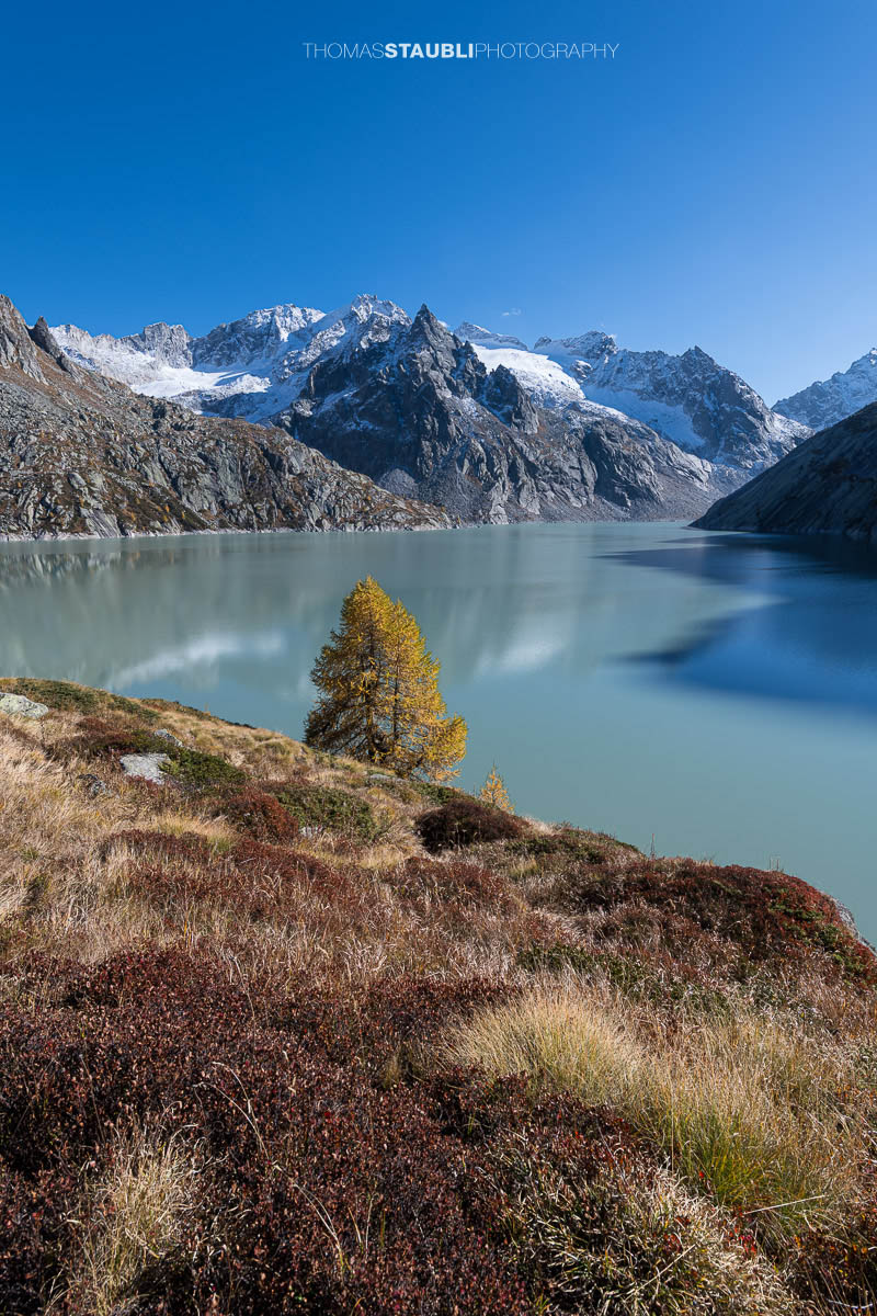 Herbstliche Lärche über dem Albignasee mit schneebedeckten Bergeller Alpen.