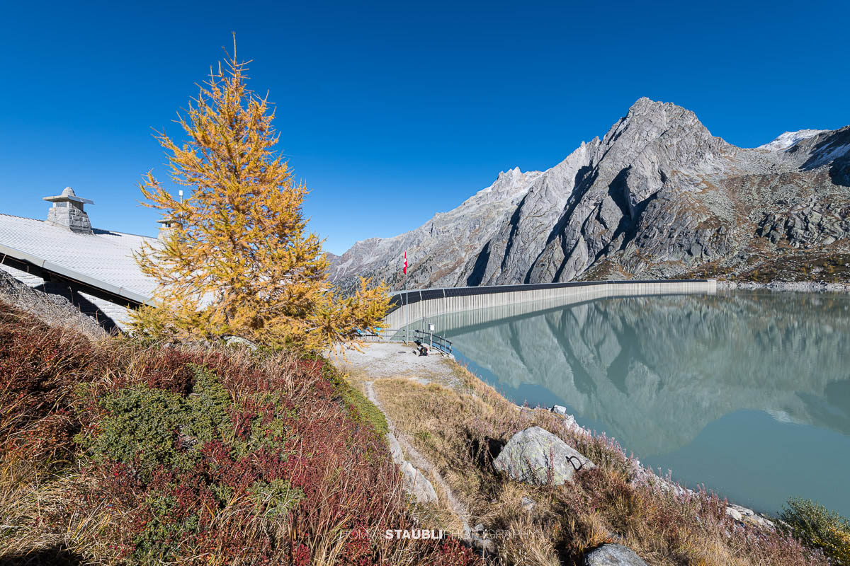 Blick über den türkisfarbenen Albignasee mit Staumauer, herbstlicher Lärche und schneebedeckten Gipfeln im Bergell.