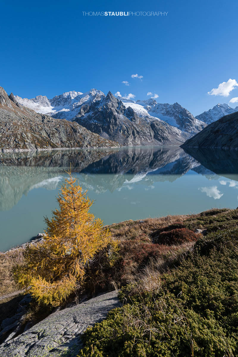 Herbstliche Lärche über dem Albignasee mit klarer Spiegelung der schneebedeckten Bergeller Alpen im ruhigen Wasser.