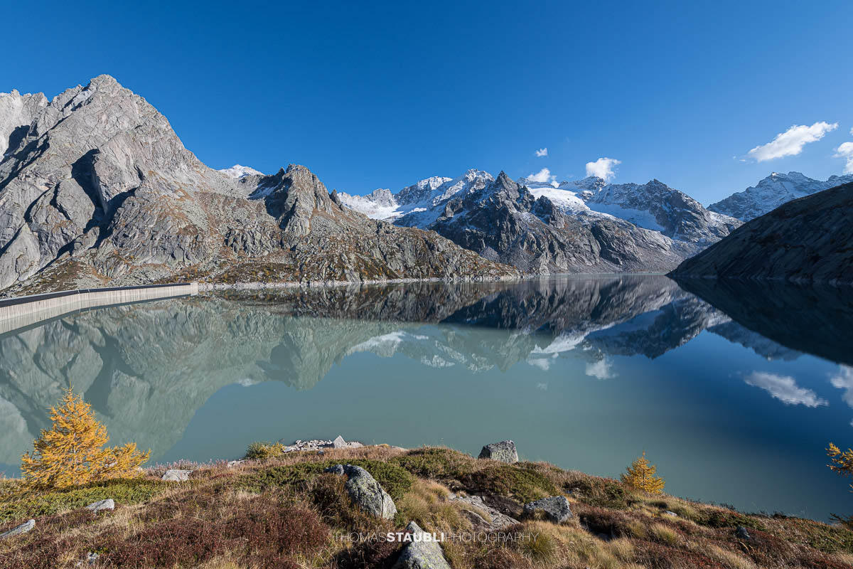 Herbstliche Lärche über dem Albignasee mit klarer Spiegelung der schneebedeckten Bergeller Alpen im ruhigen Wasser.