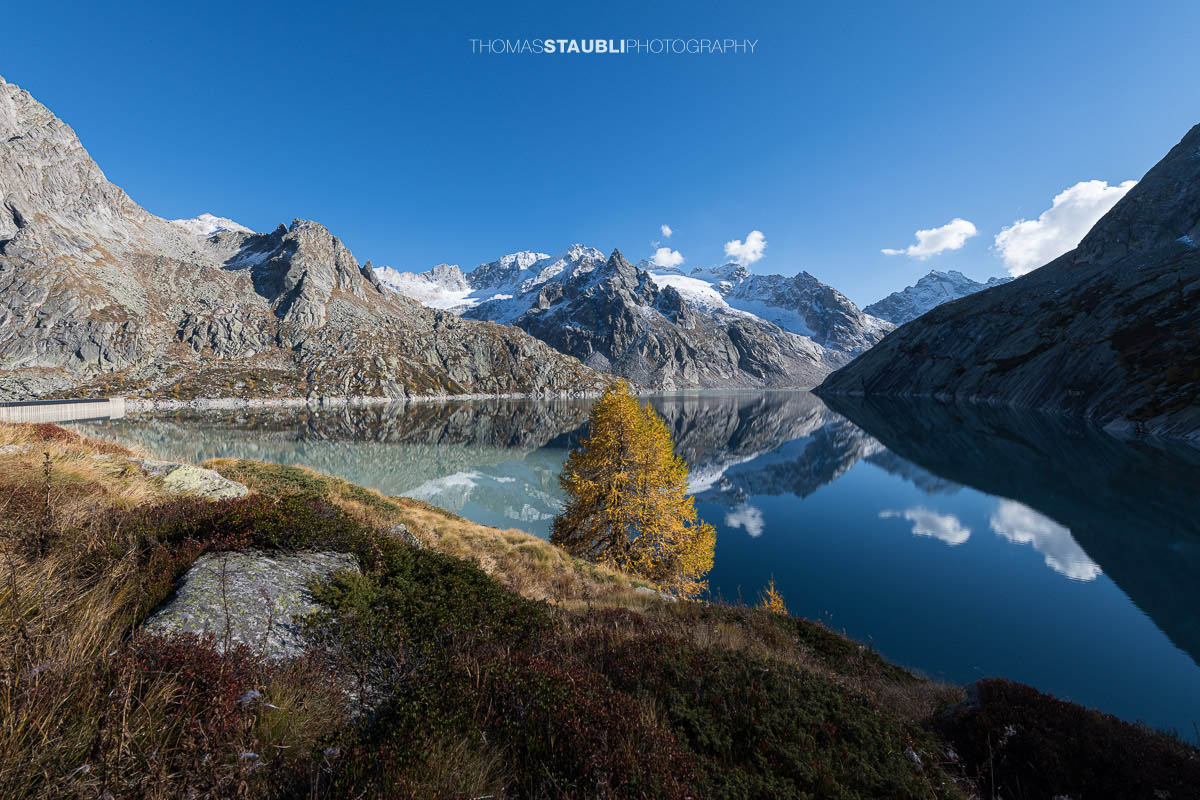 Herbstliche Lärche über dem Albignasee mit klarer Spiegelung der schneebedeckten Bergeller Alpen im ruhigen Wasser.