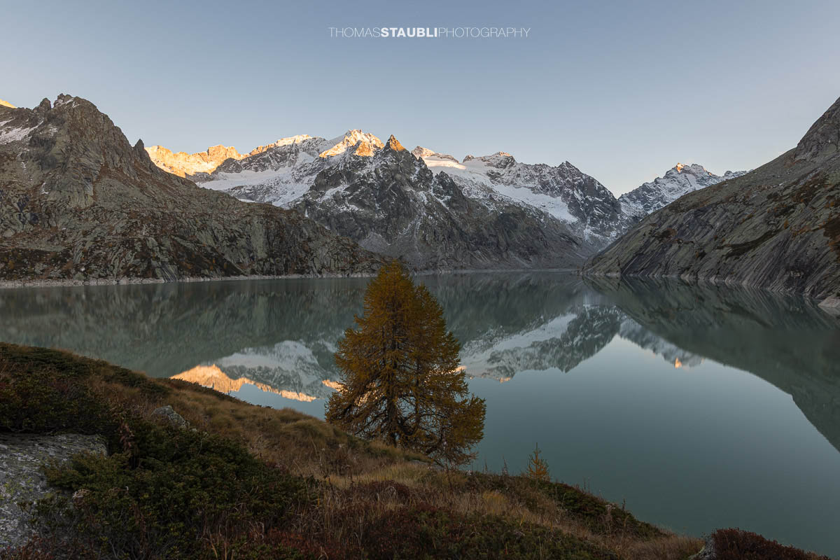 Ruhige Abendstimmung am Albignasee im Bergell, mit einer goldenen Lärche im Vordergrund und den schneebedeckten Gipfeln der Bergeller Alpen, die sich im stillen Wasser spiegeln.
