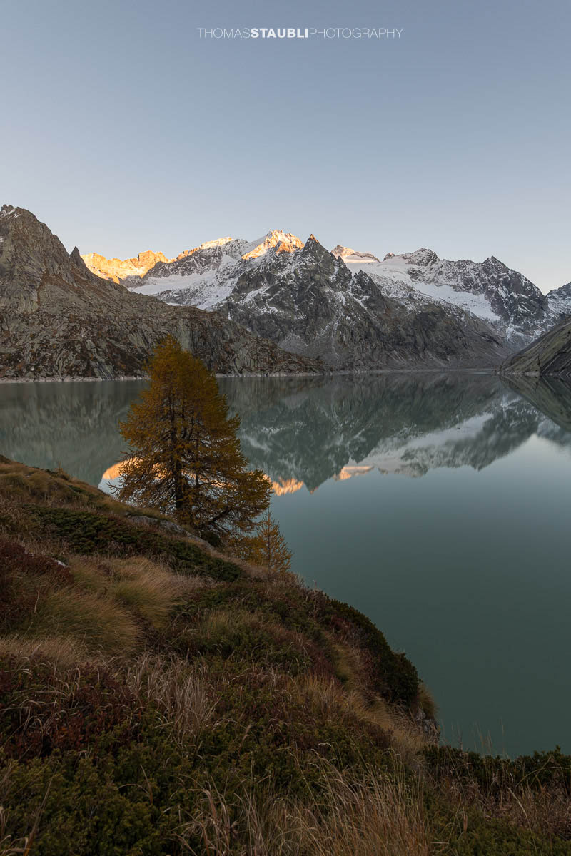 Ruhige Abendstimmung am Albignasee im Bergell, mit einer goldenen Lärche im Vordergrund und den schneebedeckten Gipfeln der Bergeller Alpen, die sich im stillen Wasser spiegeln.