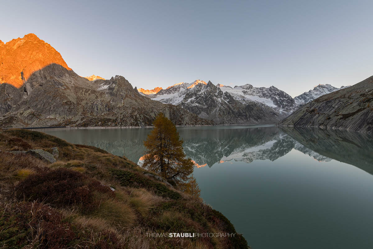 Ruhige Abendstimmung am Albignasee im Bergell, mit einer goldenen Lärche im Vordergrund und den schneebedeckten Gipfeln der Bergeller Alpen, die sich im stillen Wasser spiegeln.