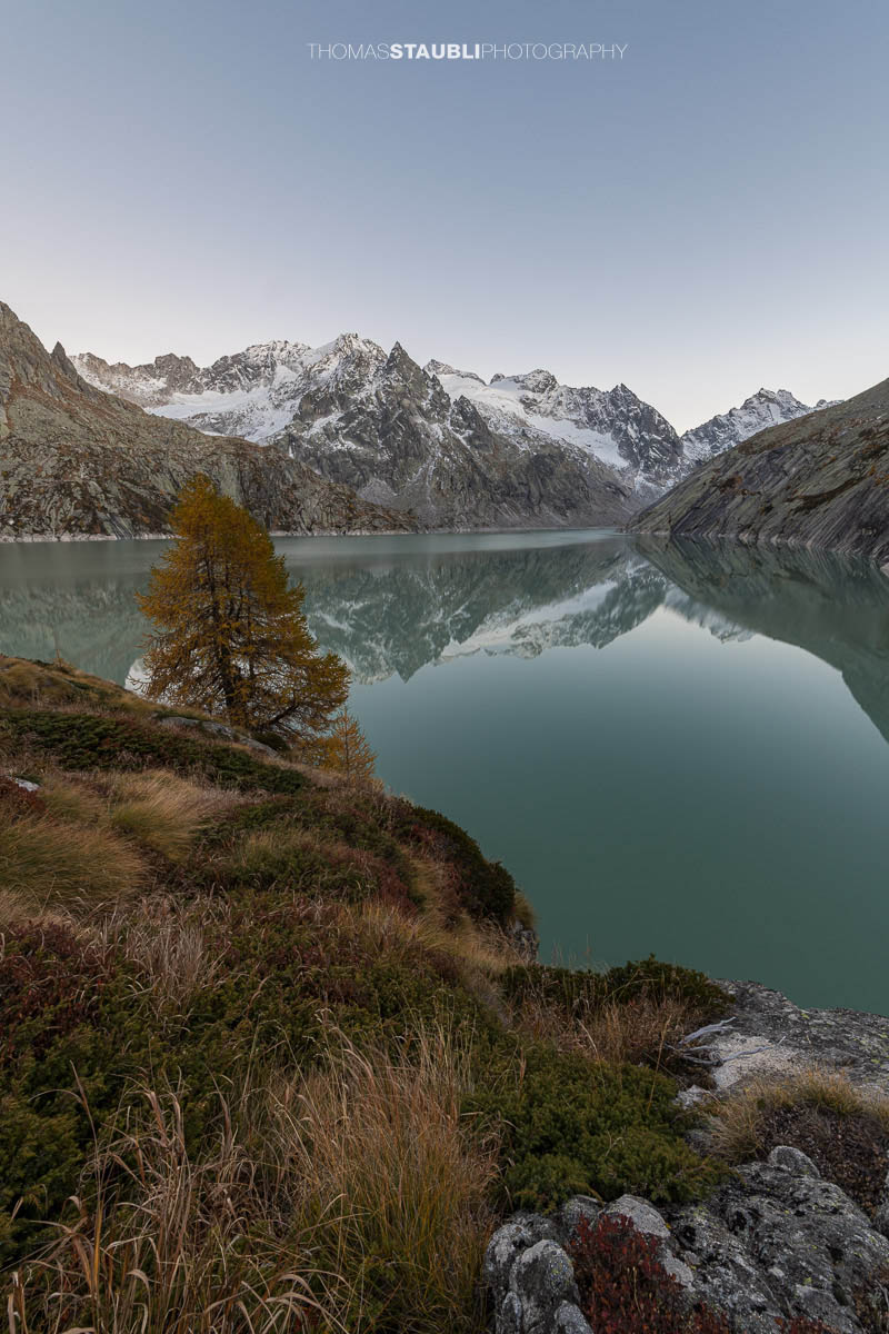 Ruhige Abendstimmung am Albignasee im Bergell, mit einer goldenen Lärche im Vordergrund und den schneebedeckten Gipfeln der Bergeller Alpen, die sich im stillen Wasser spiegeln.