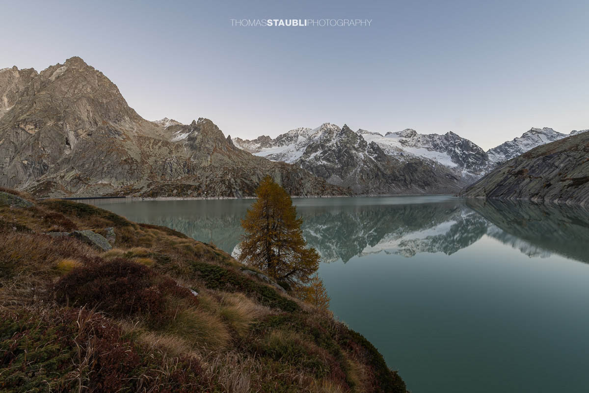 Ruhige Abendstimmung am Albignasee im Bergell, mit einer goldenen Lärche im Vordergrund und den schneebedeckten Gipfeln der Bergeller Alpen, die sich im stillen Wasser spiegeln.