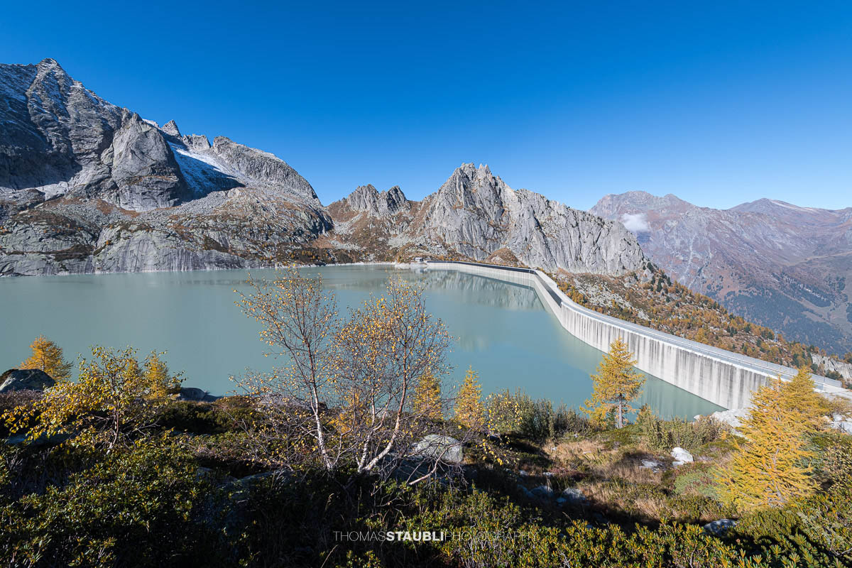 Blick auf die Staumauer des Albignasees im Bergell, umgeben von leuchtend gelben Lärchen und schroffen Felsgipfeln. Das milchig-türkisfarbene Wasser des Stausees liegt ruhig unter dem klaren blauen Himmel – eine herbstliche Berglandschaft in der Morgensonne.