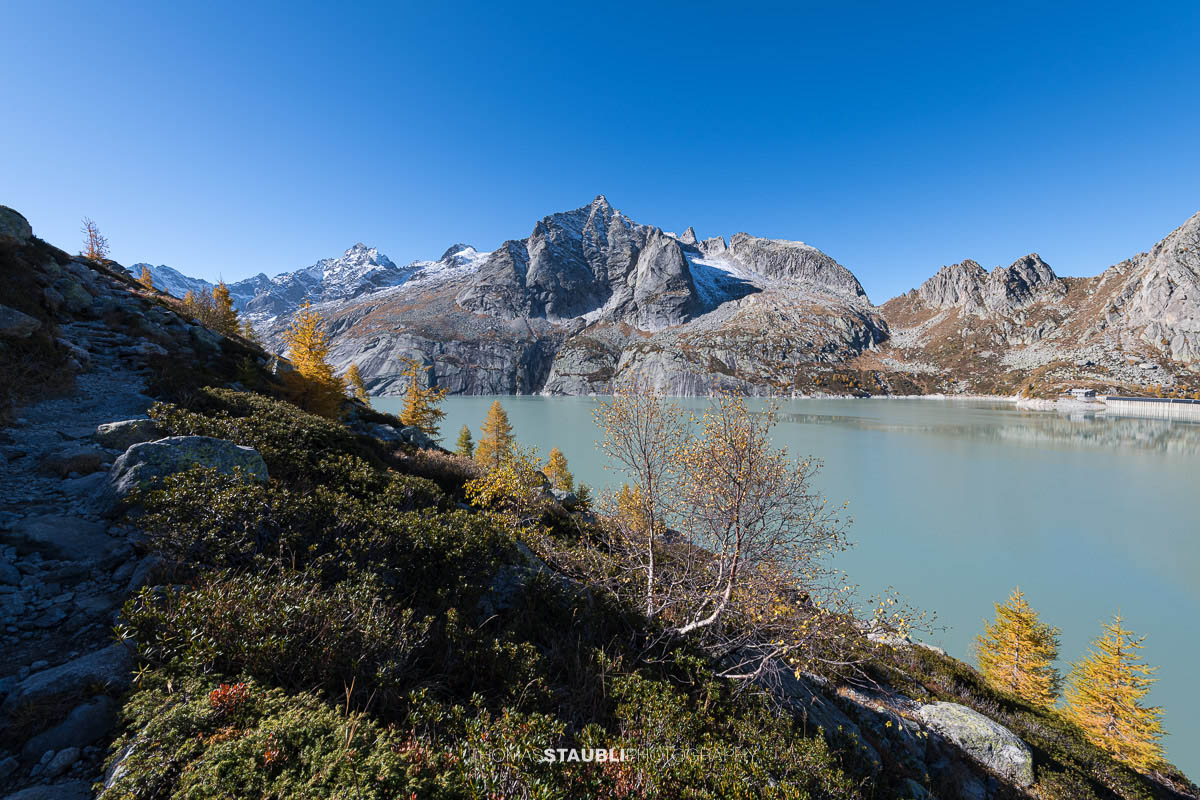 Der Bergweg entlang des Albignasees zur Albignahütte im Bergell führt durch goldgelb leuchtende Lärchen und bietet einen weiten Blick über den türkisgrünen Stausee und die markanten Felsgipfel der Bergeller Alpen unter tiefblauem Himmel.
