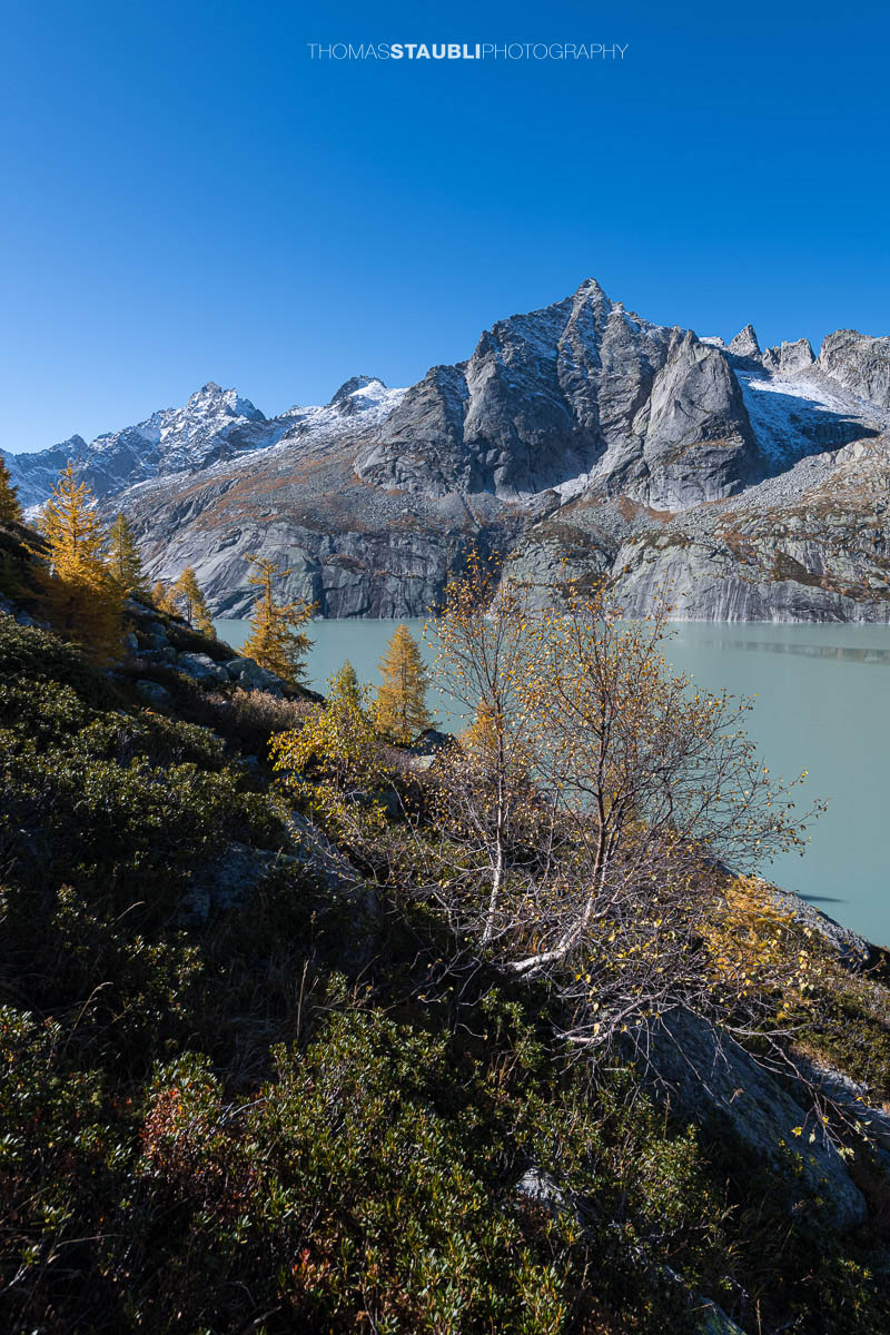 Der Bergweg entlang des Albignasees zur Albignahütte im Bergell führt durch goldgelb leuchtende Lärchen und bietet einen weiten Blick über den türkisgrünen Stausee und die markanten Felsgipfel der Bergeller Alpen unter tiefblauem Himmel.