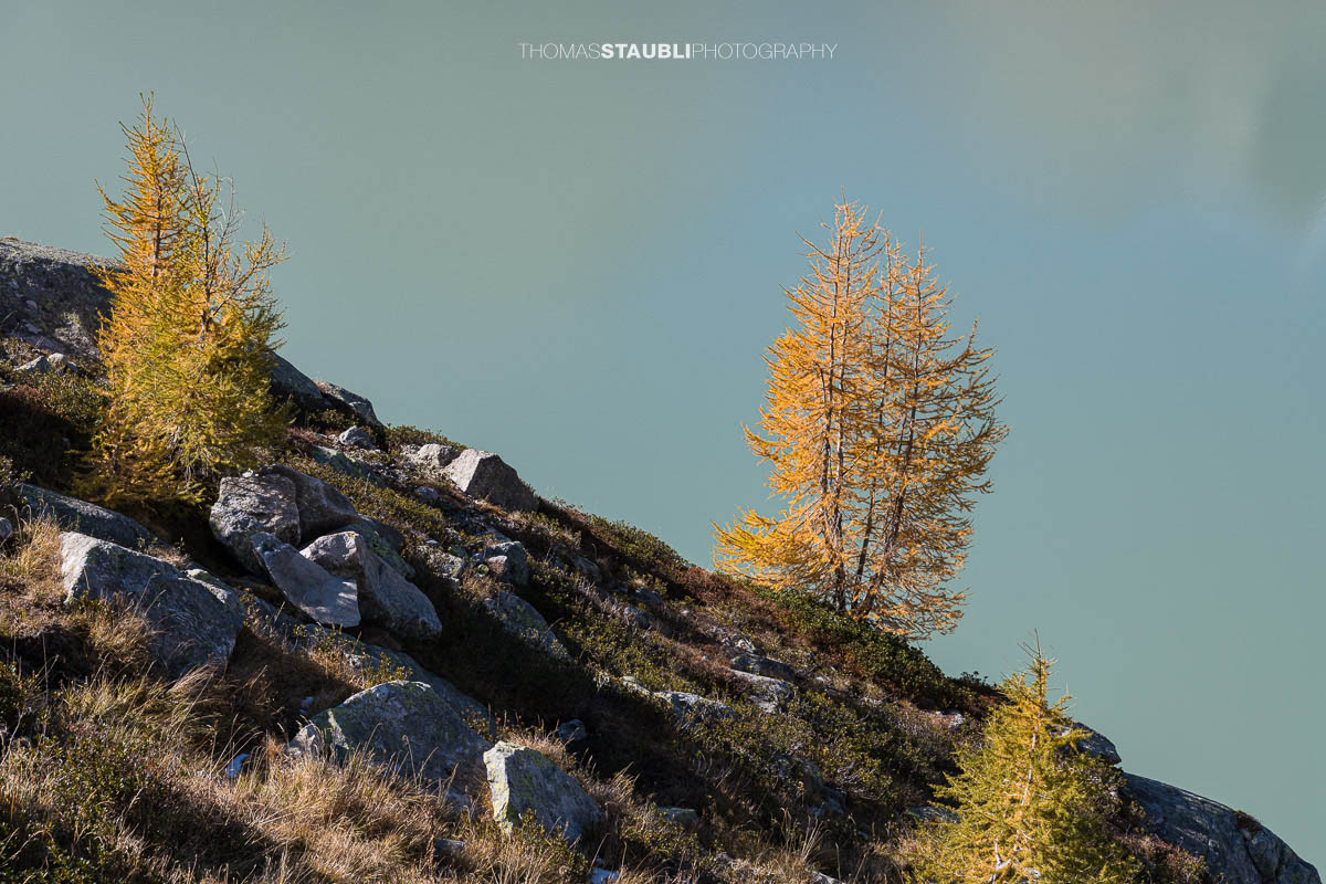 goldgelbe Lärchen am Ufer des Albignasees