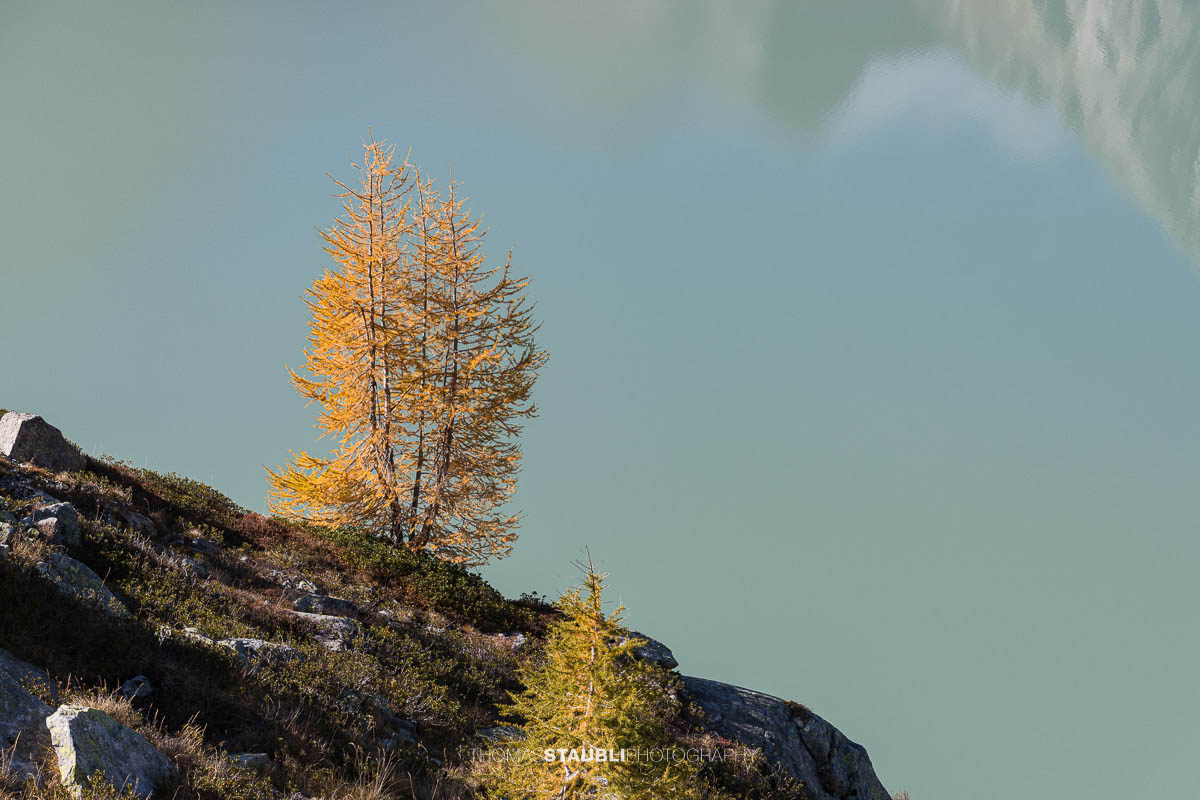 goldgelbe Lärchen am Ufer des Albignasees