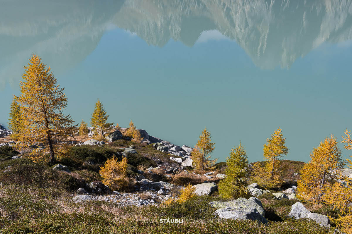 goldgelbe Lärchen am Ufer des Albignasees