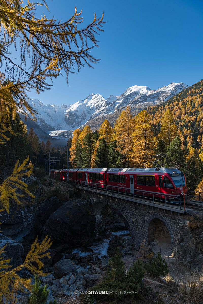 Ein Zug der Rhätischen Bahn überquert im Val Morteratsch ein Steinviadukt, umgeben von goldgelben Lärchen. Im Hintergrund ragen die schneebedeckten Gipfel von Piz Bernina und Piz Palü über dem Gletscher auf.