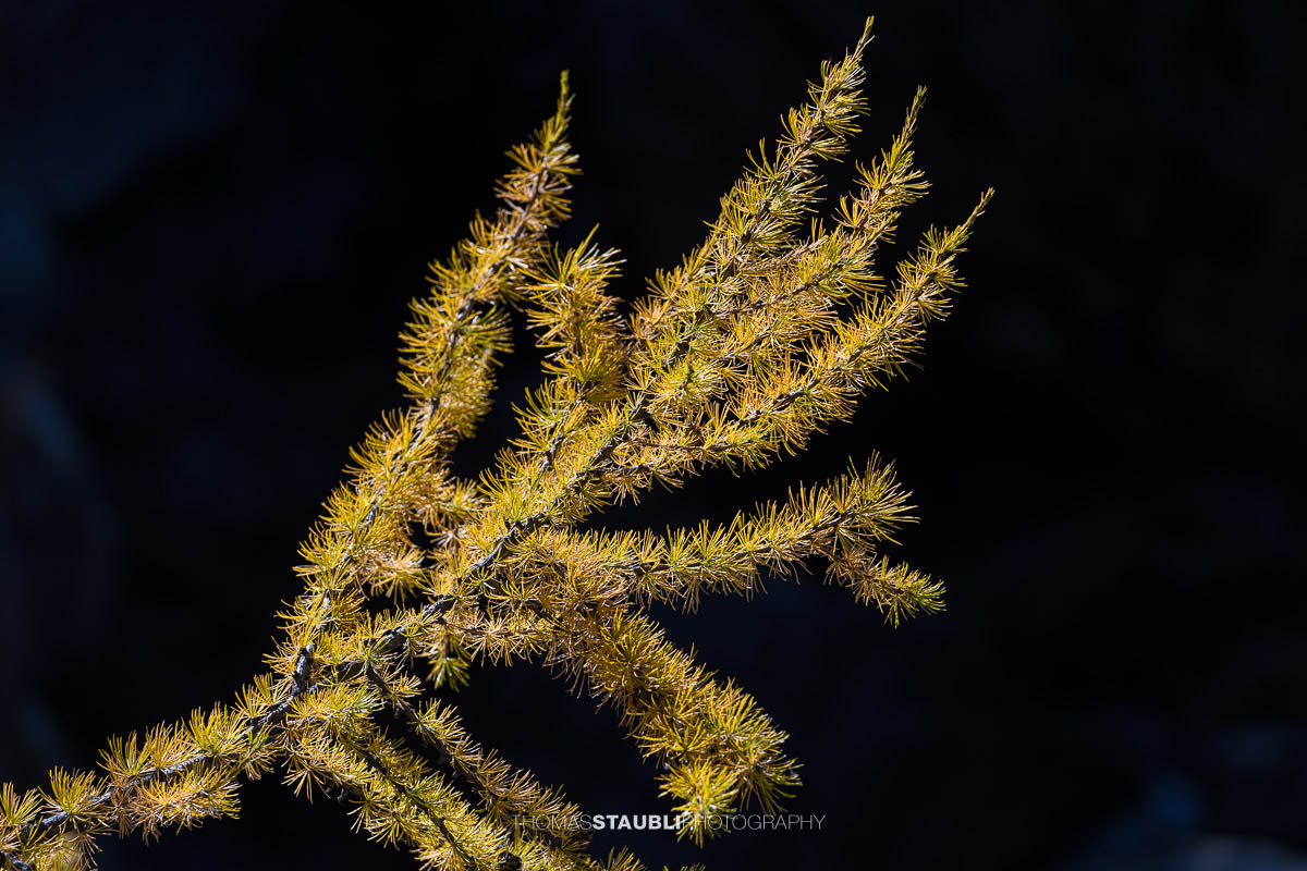 goldgelber Lärchenzweig