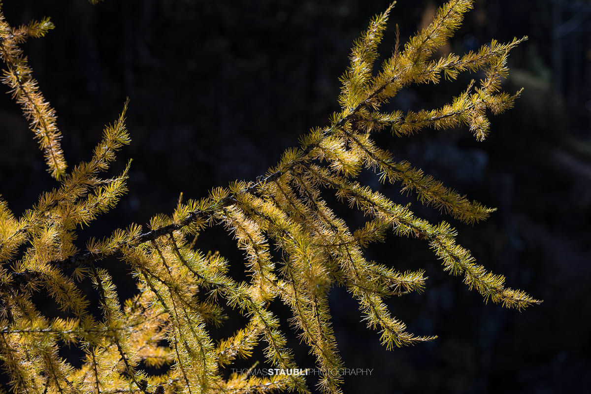 goldgelber Lärchenzweig