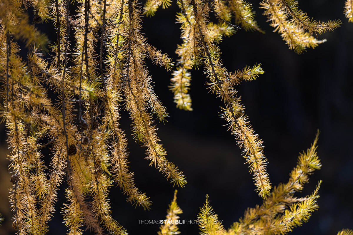 goldgelber Lärchenzweig