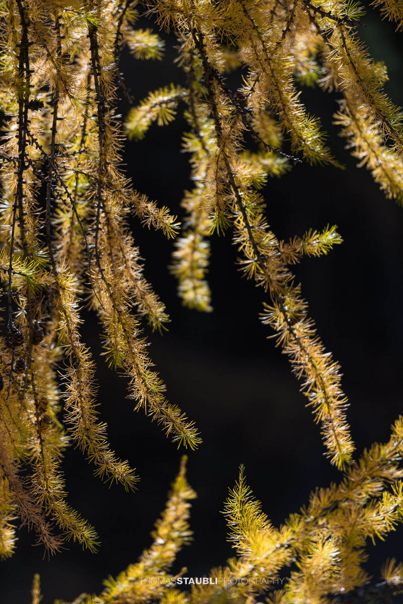goldgelber Lärchenzweig