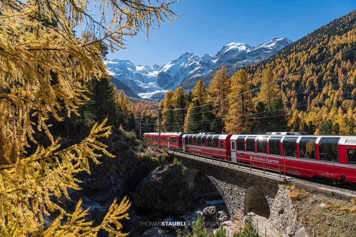 Ein Zug der Rhätischen Bahn überquert im Val Morteratsch ein Steinviadukt, umgeben von goldgelben Lärchen. Im Hintergrund ragen die schneebedeckten Gipfel von Piz Bernina und Piz Palü über dem Gletscher auf.