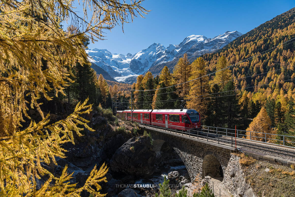 Ein Zug der Rhätischen Bahn überquert im Val Morteratsch ein Steinviadukt, umgeben von goldgelben Lärchen. Im Hintergrund ragen die schneebedeckten Gipfel von Piz Bernina und Piz Palü über dem Gletscher auf.