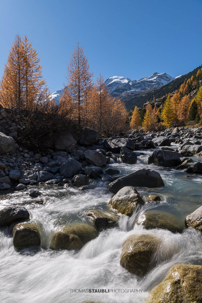Ein klarer Bergbach fliesst über Felsblöcke durch das Val Morteratsch. Im warmen Herbstlicht leuchten goldene Lärchen, während im Hintergrund die schneebedeckten Gipfel der Berninagruppe aufragen.