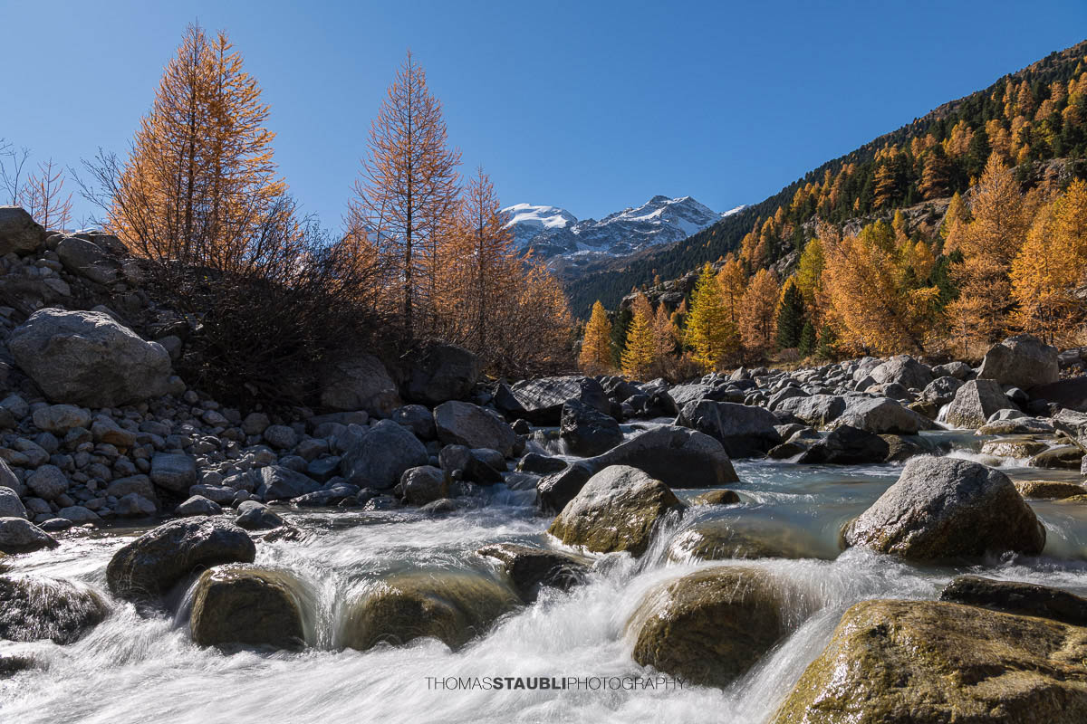 Ein klarer Bergbach fliesst über Felsblöcke durch das Val Morteratsch. Im warmen Herbstlicht leuchten goldene Lärchen, während im Hintergrund die schneebedeckten Gipfel der Berninagruppe aufragen.