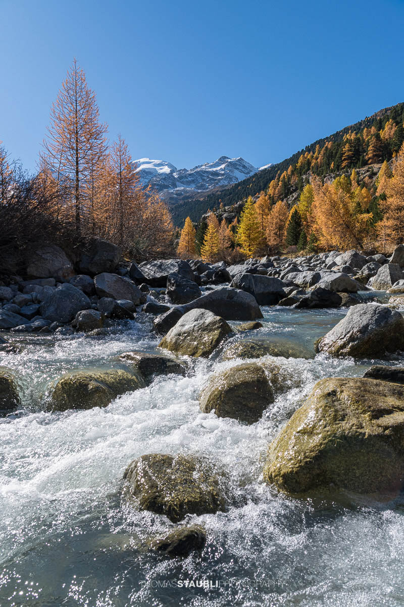 Ein klarer Bergbach fliesst über Felsblöcke durch das Val Morteratsch. Im warmen Herbstlicht leuchten goldene Lärchen, während im Hintergrund die schneebedeckten Gipfel der Berninagruppe aufragen.