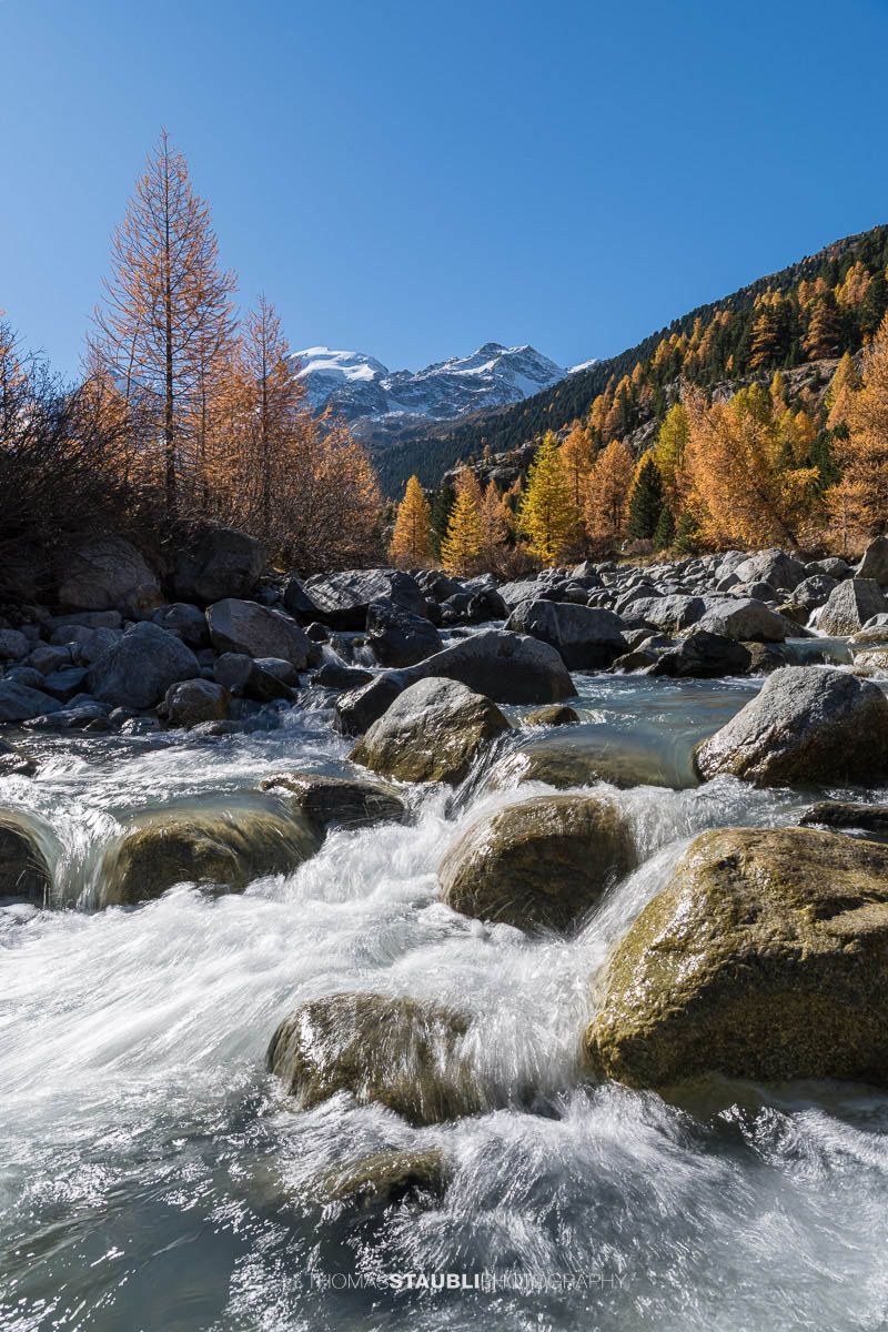 Ein klarer Bergbach fliesst über Felsblöcke durch das Val Morteratsch. Im warmen Herbstlicht leuchten goldene Lärchen, während im Hintergrund die schneebedeckten Gipfel der Berninagruppe aufragen.