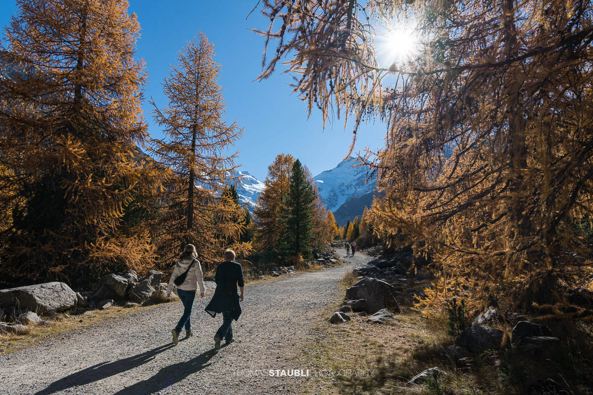 Zwei Wandernde auf dem Weg durch das herbstlich gefärbte Val Morteratsch, umgeben von goldgelben Lärchen und Felsen. Im Hintergrund erheben sich die schneebedeckten Gipfel des Berninamassivs unter der klaren Herbstsonne.
