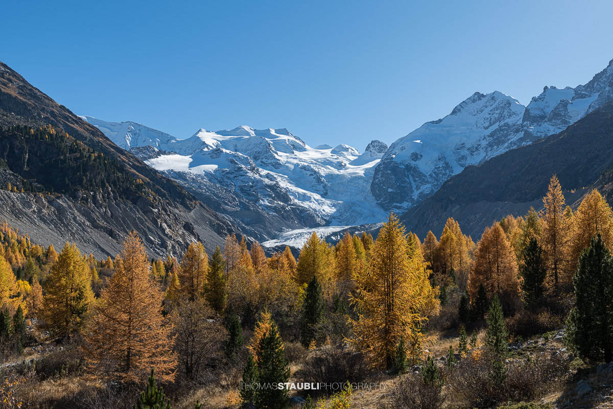 Blick über goldgelbe Lärchen im Val Morteratsch auf den Vadret da Morteratsch, eingerahmt von den schneebedeckten Gipfeln des Berninamassivs. Die klare Herbstluft und das warme Sonnenlicht verleihen der Landschaft eine stille, eindrückliche Atmosphäre.