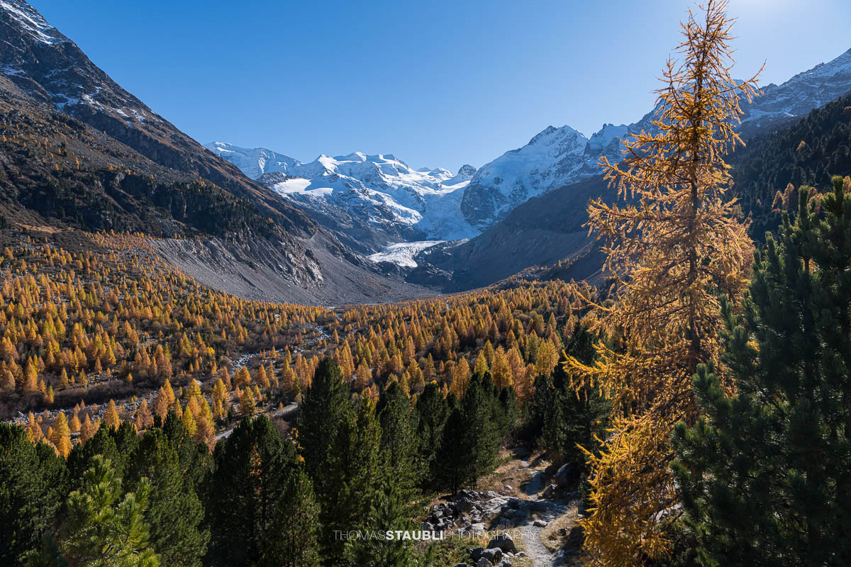 Weitblick über das herbstliche Val Morteratsch mit goldgelben Lärchen und dunklen Arven. Im Hintergrund zieht sich der Vadret da Morteratsch vom schneebedeckten Berninamassiv talwärts, unter einem klaren blauen Himmel.