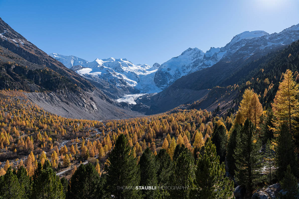 Weitblick über das herbstliche Val Morteratsch mit goldgelben Lärchen und dunklen Arven. Im Hintergrund zieht sich der Vadret da Morteratsch vom schneebedeckten Berninamassiv talwärts, unter einem klaren blauen Himmel.