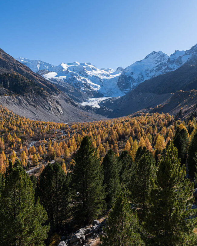 Weitblick über das herbstliche Val Morteratsch mit goldgelben Lärchen und dunklen Arven. Im Hintergrund zieht sich der Vadret da Morteratsch vom schneebedeckten Berninamassiv talwärts, unter einem klaren blauen Himmel.