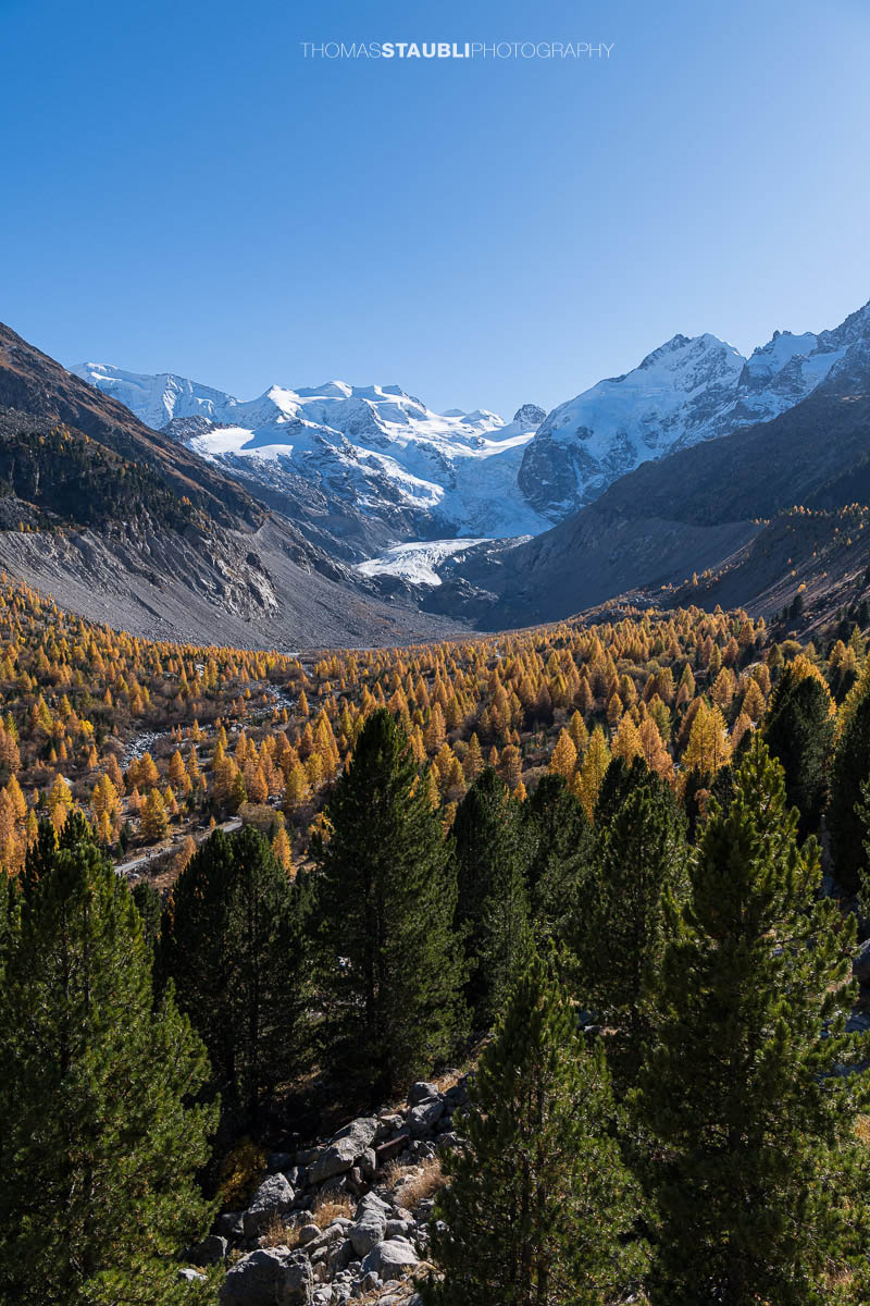 Weitblick über das herbstliche Val Morteratsch mit goldgelben Lärchen und dunklen Arven. Im Hintergrund zieht sich der Vadret da Morteratsch vom schneebedeckten Berninamassiv talwärts, unter einem klaren blauen Himmel.