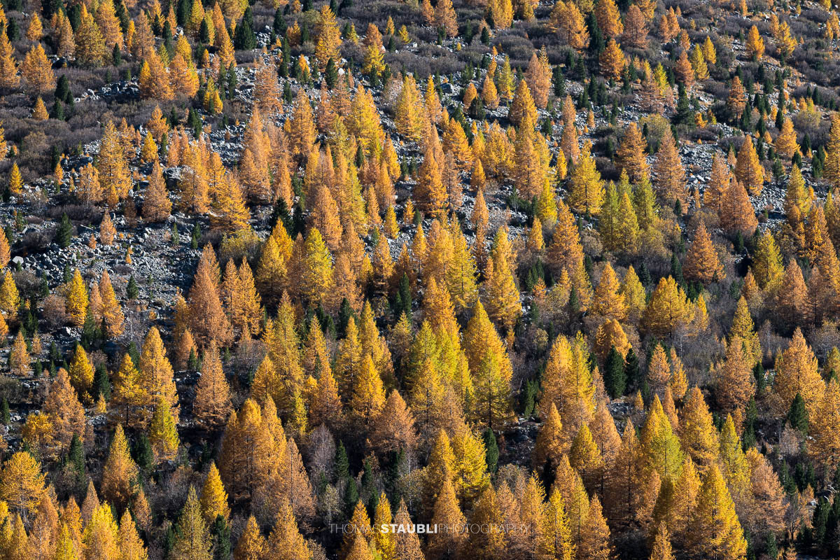 Ein dichter Hang aus goldgelben Lärchen im Val Morteratsch, durchzogen von dunklen Felsen und grünen Föhren. Das Spiel von Licht und Schatten betont die rhythmische Struktur des herbstlichen Waldes und lässt die Landschaft wie ein lebendiges Mosaik erscheinen.