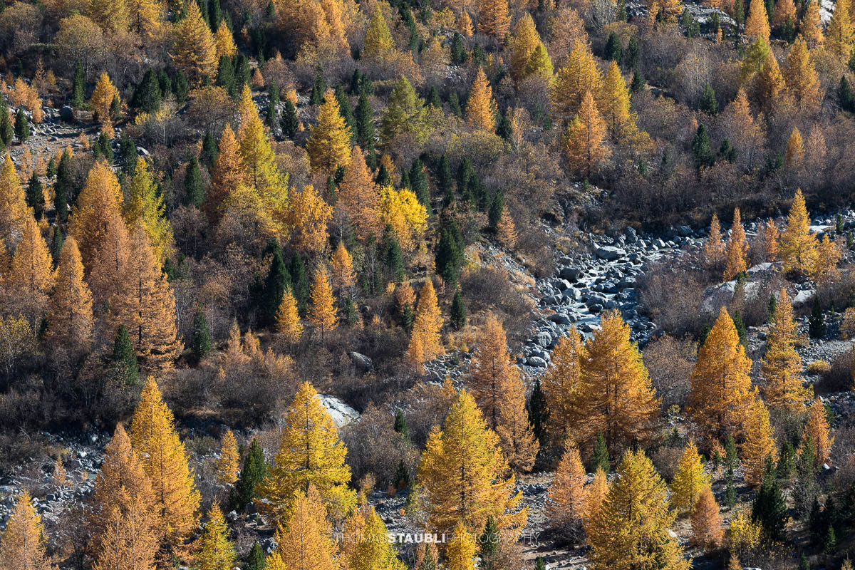 Ein dichter Hang aus goldgelben Lärchen im Val Morteratsch, durchzogen von dunklen Felsen und grünen Föhren. Das Spiel von Licht und Schatten betont die rhythmische Struktur des herbstlichen Waldes und lässt die Landschaft wie ein lebendiges Mosaik erscheinen.