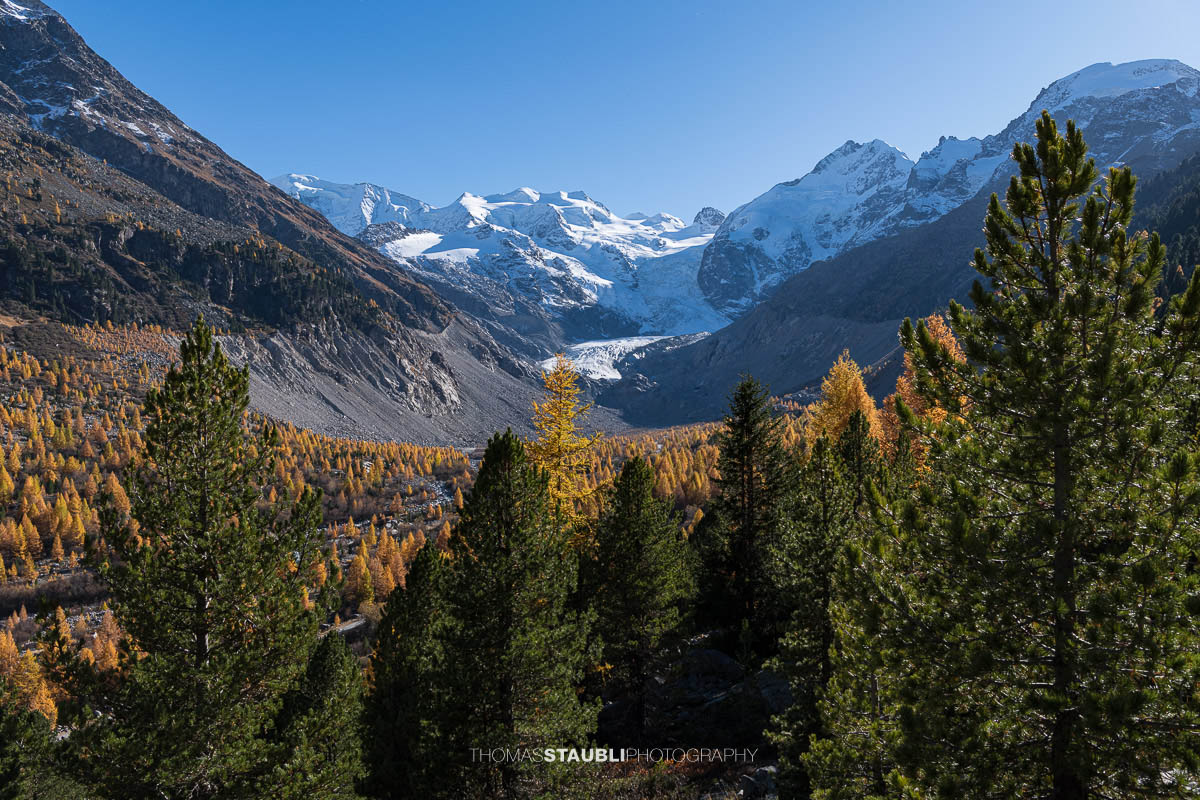 Weitblick über das herbstliche Val Morteratsch mit goldgelben Lärchen und dunklen Arven. Im Hintergrund zieht sich der Vadret da Morteratsch vom schneebedeckten Berninamassiv talwärts, unter einem klaren blauen Himmel.