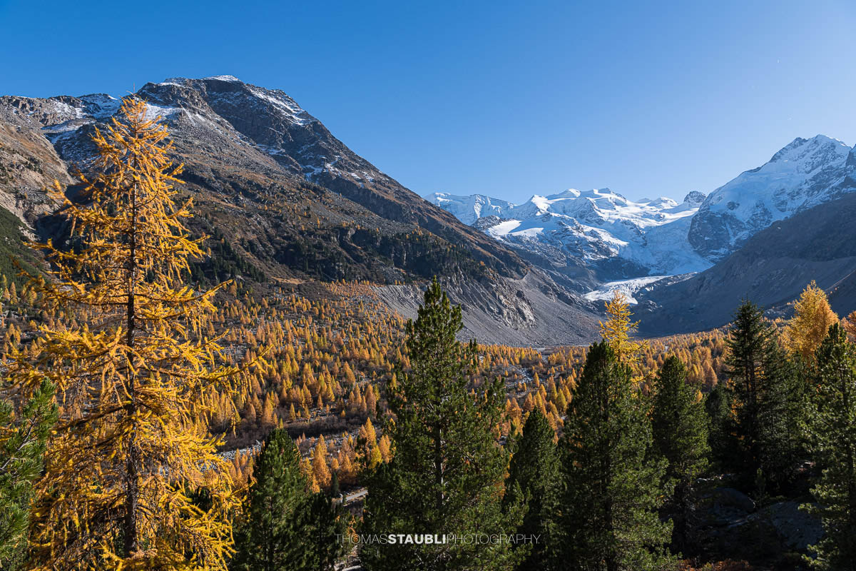 Weitblick über das herbstliche Val Morteratsch mit goldgelben Lärchen und dunklen Arven. Im Hintergrund zieht sich der Vadret da Morteratsch vom schneebedeckten Berninamassiv talwärts, unter einem klaren blauen Himmel.