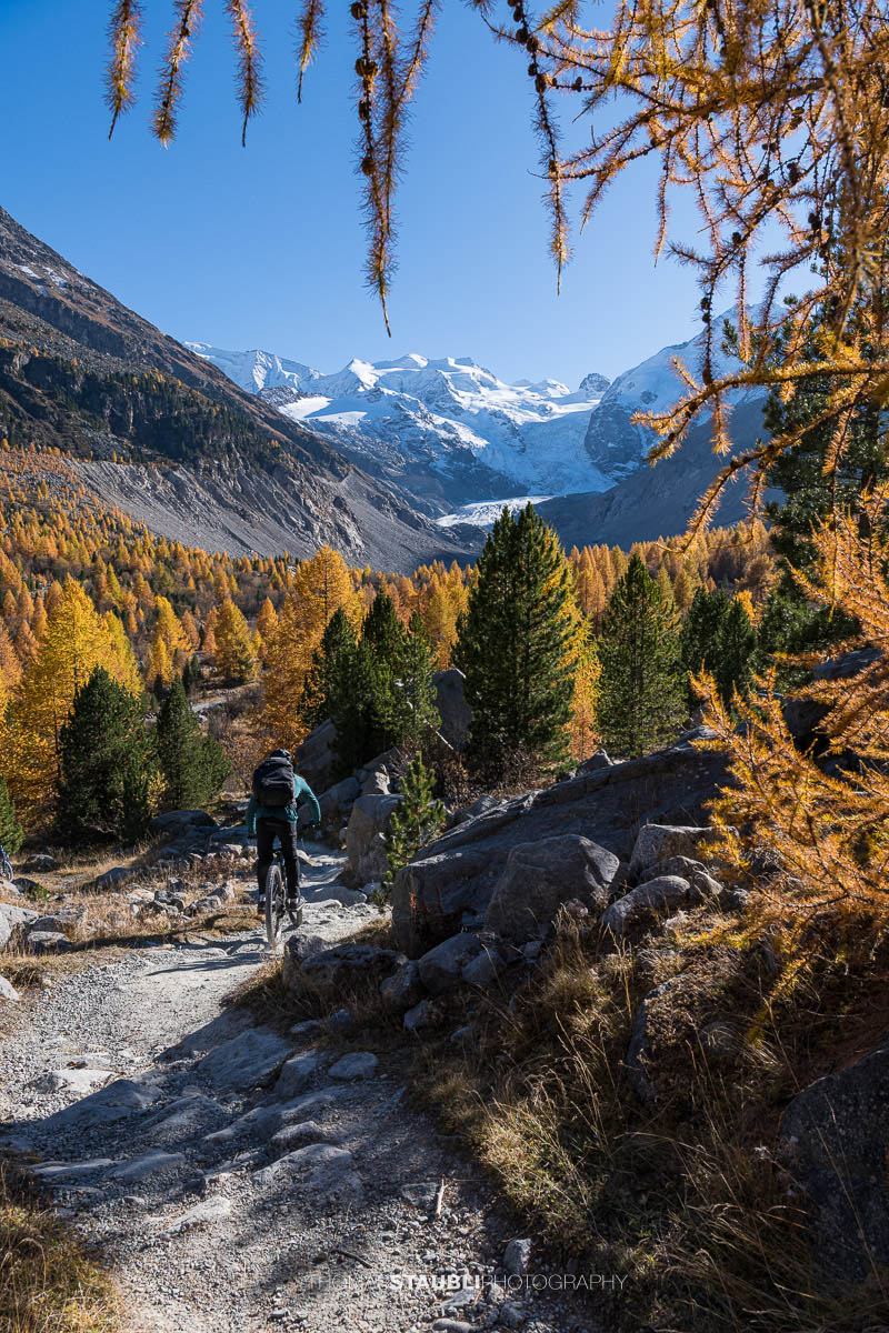 Weitblick über das herbstliche Val Morteratsch mit goldgelben Lärchen und dunklen Arven. Im Hintergrund zieht sich der Vadret da Morteratsch vom schneebedeckten Berninamassiv talwärts, unter einem klaren blauen Himmel.