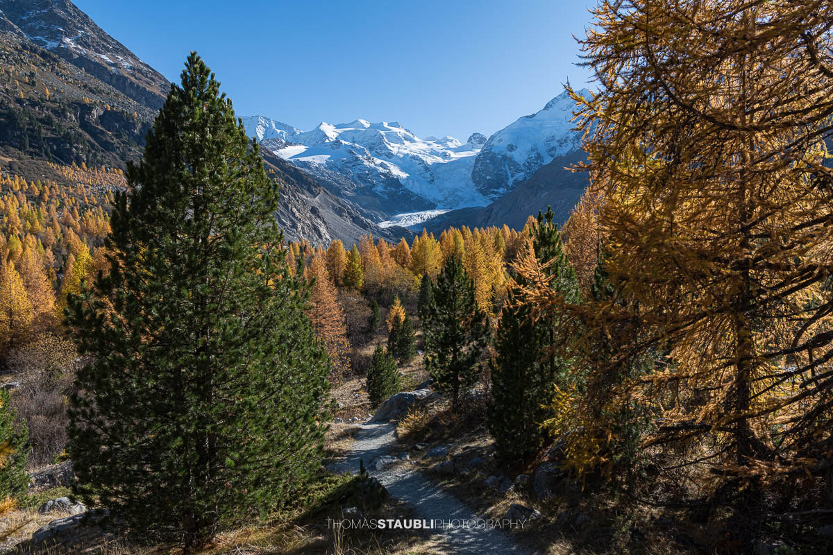Weitblick über das herbstliche Val Morteratsch mit goldgelben Lärchen und dunklen Arven. Im Hintergrund zieht sich der Vadret da Morteratsch vom schneebedeckten Berninamassiv talwärts, unter einem klaren blauen Himmel.
