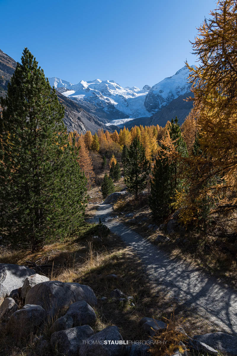 Weitblick über das herbstliche Val Morteratsch mit goldgelben Lärchen und dunklen Arven. Im Hintergrund zieht sich der Vadret da Morteratsch vom schneebedeckten Berninamassiv talwärts, unter einem klaren blauen Himmel.