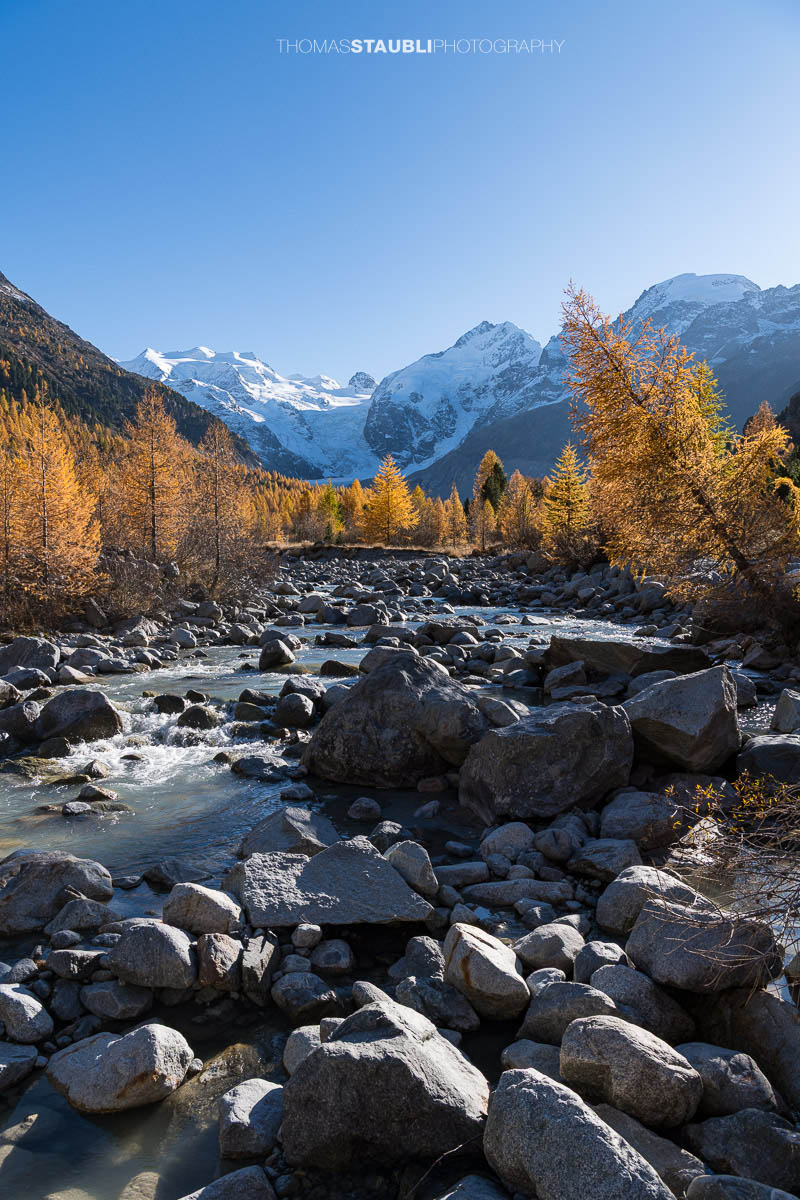 Der Morteratschbach fliesst zwischen grossen Felsblöcken durch das herbstliche Val Morteratsch. Goldgelbe Lärchen leuchten im Sonnenlicht, während im Hintergrund die schneebedeckten Gipfel des Berninamassivs mit dem Vadret da Morteratsch aufragen.