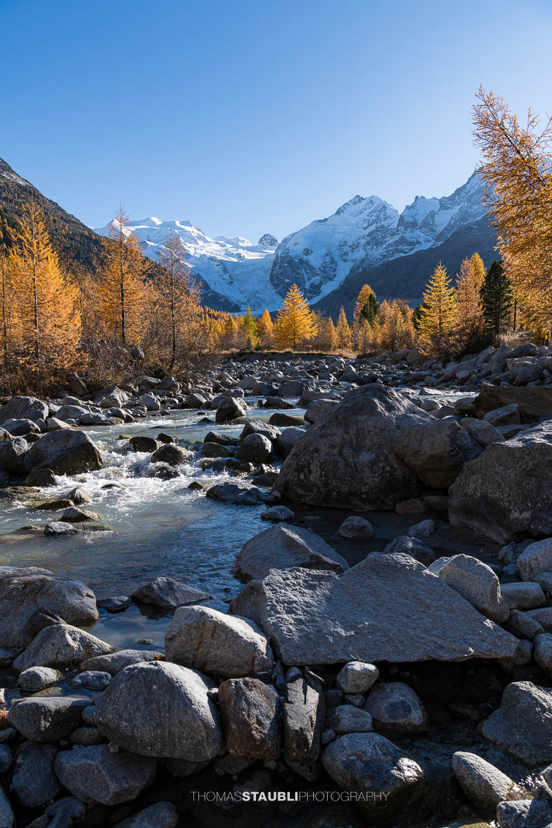 Der Morteratschbach fliesst zwischen grossen Felsblöcken durch das herbstliche Val Morteratsch. Goldgelbe Lärchen leuchten im Sonnenlicht, während im Hintergrund die schneebedeckten Gipfel des Berninamassivs mit dem Vadret da Morteratsch aufragen.