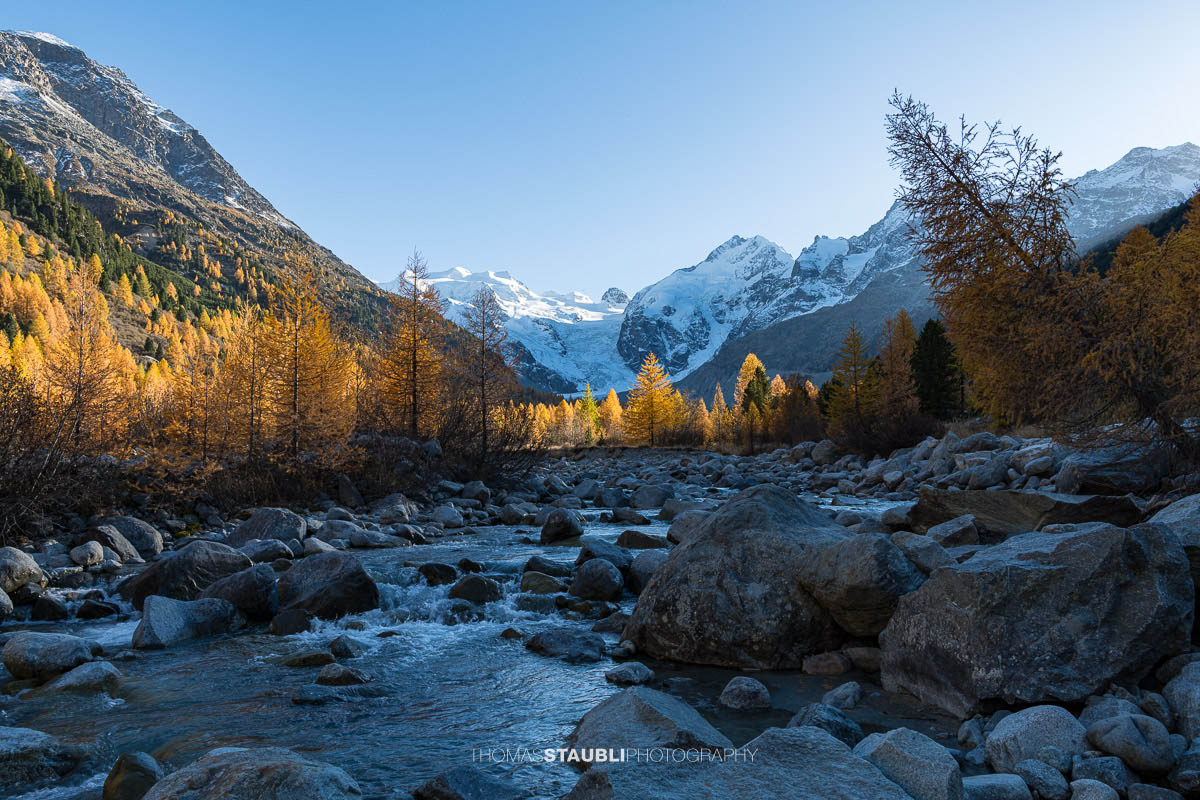 Der Morteratschbach fliesst zwischen grossen Felsblöcken durch das herbstliche Val Morteratsch. Goldgelbe Lärchen leuchten im Sonnenlicht, während im Hintergrund die schneebedeckten Gipfel des Berninamassivs mit dem Vadret da Morteratsch aufragen.