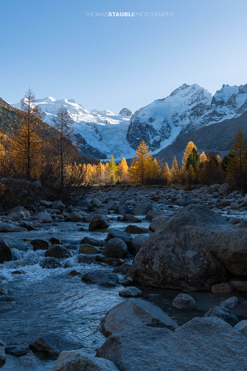 Der Morteratschbach fliesst zwischen grossen Felsblöcken durch das herbstliche Val Morteratsch. Goldgelbe Lärchen leuchten im Sonnenlicht, während im Hintergrund die schneebedeckten Gipfel des Berninamassivs mit dem Vadret da Morteratsch aufragen.