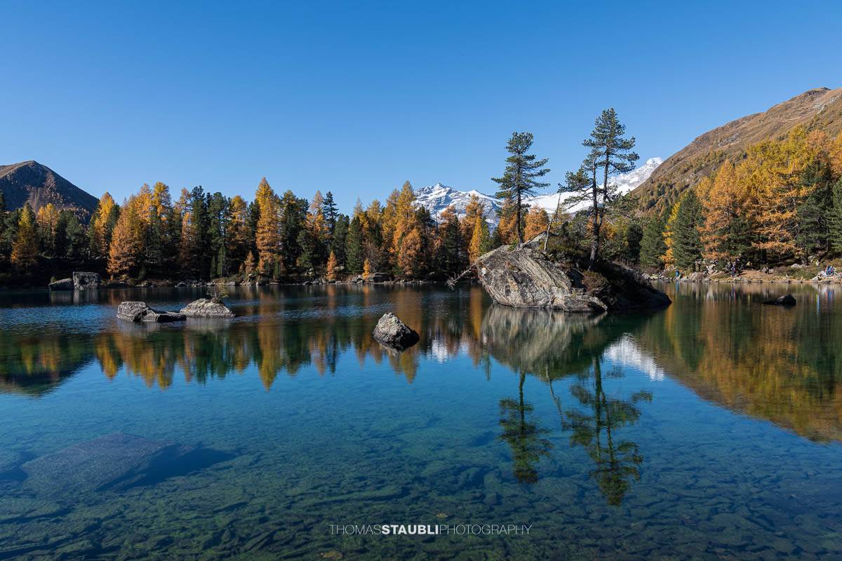 Klares türkisfarbenes Wasser des Lai da Saoseo mit sichtbarem Steinboden, kleinen Felsinseln und herbstlich goldenen Lärchen vor schneebedeckten Gipfeln im Val da Camp.