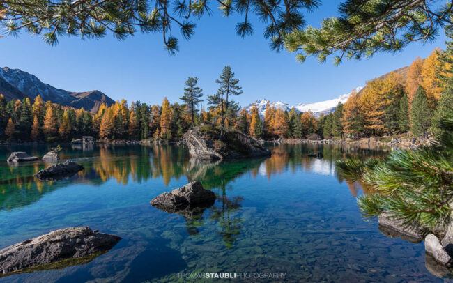 Klares türkisfarbenes Wasser des Lai da Saoseo mit sichtbarem Steinboden, kleinen Felsinseln und herbstlich goldenen Lärchen vor schneebedeckten Gipfeln im Val da Camp.